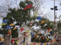 Jaya Sri Maha Bodhi is a sacred bo tree in the Mahamewna Garden in historical city of Anuradhapura, Sri Lanka