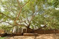 Jaya Sri Maha Bodhi is a sacred fig tree in the Mahamewna Gardens, Anuradhapura, Sri Lanka.It was planted in 288 BC, and is the