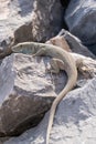 Jayakar's Lizard close up (Omanosaura jayakari)a green middle eastern lizard sitting in the rocks in UAE Royalty Free Stock Photo