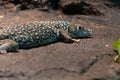 Jayakar`s Lizard close up Omanosaura jayakaria green middle eastern lizard sitting in the rocks at night Royalty Free Stock Photo