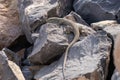 Jayakar's Lizard close up (Omanosaura jayakari)a green middle eastern lizard sitting in the rocks in UAE Royalty Free Stock Photo
