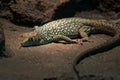 Jayakar`s Lizard Omanosaura jayakaria green middle eastern lizard sitting in the rocks at night Royalty Free Stock Photo