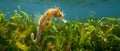 The Jayakar\'s seahorse (Hippocampus jayakari) camouflaged in seagrass in its natural habitat. Royalty Free Stock Photo