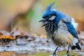 jaybird fluffing feathers after a puddle bath Royalty Free Stock Photo