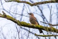 Jaybird Garrulus glandarius on a tree branch in winter time