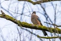 Jaybird Garrulus glandarius on a tree branch in winter time