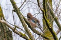 Jaybird Garrulus glandarius on a tree branch in winter time