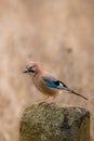 Jaybird perched on an ancient stone monument with a brown background