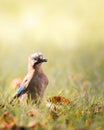 Jaybird perched on lush green grass.