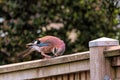 Jaybird perching on a wooden fence against a blurred background