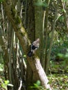 Jay on a tree