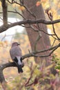 A Jaybird siting on the branch on the Autumn