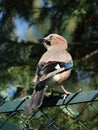 Jaybird sitting on a fence