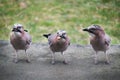 Jays eating an almond