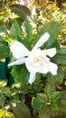 Jazmin Royalty Free Stock Photo
