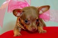 Jazzy Puppy Royalty Free Stock Photo