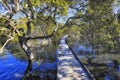 JBay Boardwalk mangroves Royalty Free Stock Photo