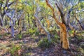 JBay Gumtree trunks woods Royalty Free Stock Photo