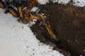 JCB excavator digs a trench for laying a sewer pipe on a cloudy winter day. Selective focus Royalty Free Stock Photo