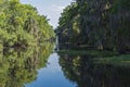 Jean Lafitte National Park Wilderness in Louisiana Royalty Free Stock Photo