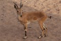 Horned Gazella, Jeddah Jungle, Saudi Arabia