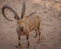 Horned Ibex Jeddah Jungle