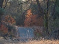 Jedediah Smith Memorial Trail in autumn