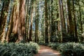 Jedidiah Smith Redwoods State Park Grove