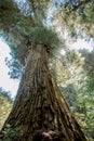 Jedidiah Smith Redwoods State Park Monster Tree