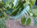 The jedong caterpillar will become a pupa and then it will become two beautiful elephant butterflies.