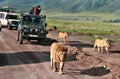 Jeep safari in Africa, travelers photographed lion Royalty Free Stock Photo