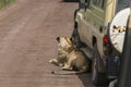 Jeep safari in Africa, travelers photographed lion Royalty Free Stock Photo