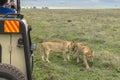 Jeep safari in Africa, travelers photographed lion Royalty Free Stock Photo