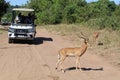 Jeep safari car and impalas in Chobe National Park