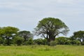 Jeep safari by car on safanna. jeep cruise in the park in africa. adventure tourist rally in wild