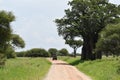 Jeep safari by car on safanna. jeep cruise in the park in africa. adventure tourist rally in the wild