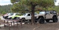 A Gaggle of Jeeps In The Forest