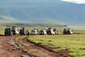 Jeeps with tourists flocked near group wild lions. Royalty Free Stock Photo