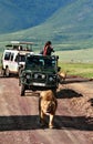 Jeeps tourists, surrounded by pride African lions. Royalty Free Stock Photo