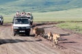 Jeeps with tourists traveling on the road for a pride of lions, Ngorongoro National Park, Tanzania. Royalty Free Stock Photo