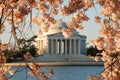 Jefferson Memorial During Cherry Blossom Bloom Royalty Free Stock Photo