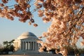 Jefferson Memorial During Cherry Blossom Bloom Royalty Free Stock Photo