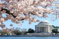 the Jefferson Memorial and the Cherry Blossom Festival. Washington, DC Royalty Free Stock Photo