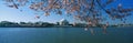 Jefferson Memorial with cherry blossoms Royalty Free Stock Photo