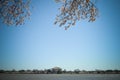 Jefferson Memorial Cherry Blossoms Royalty Free Stock Photo