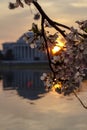 Jefferson Memorial with Cherry Blossoms at Sunrise with Cherry Blossoms