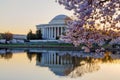 Jefferson memorial and cherry blossoms Royalty Free Stock Photo