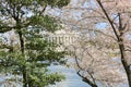 Jefferson Memorial Cherry Blossoms Washington Royalty Free Stock Photo