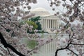 Jefferson Memorial framed by Cherry Blossoms
