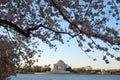 Jefferson Memorial Framed by Cherry Blossoms Royalty Free Stock Photo